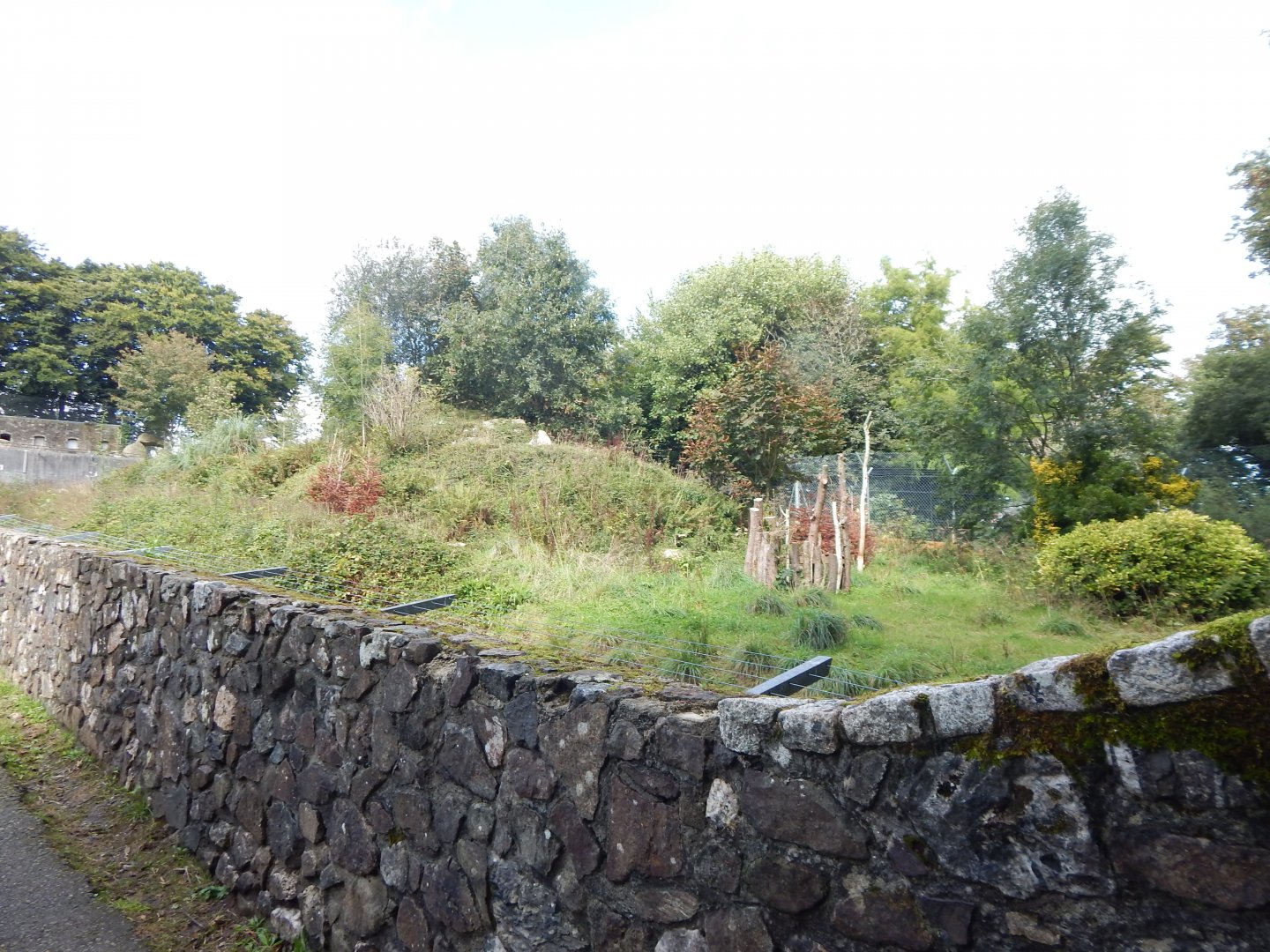 Larger Carpathian lynx enclosure 050925