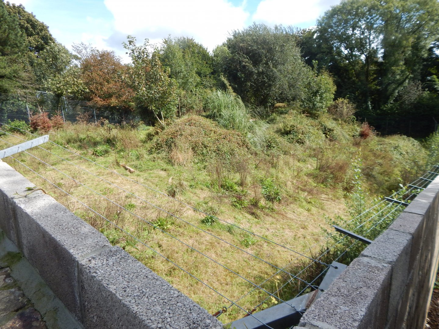 Larger Carpathian lynx enclosure 050925