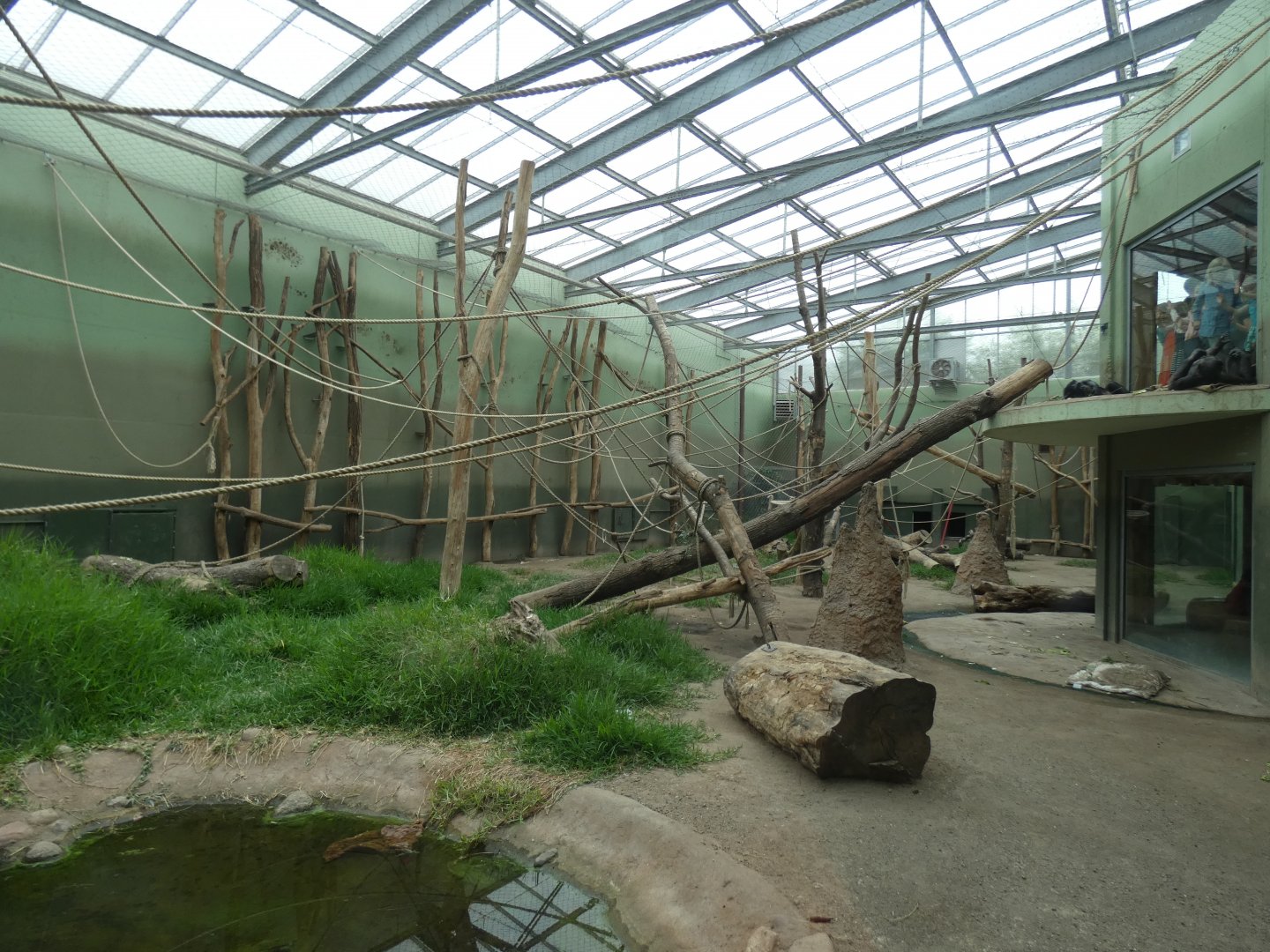 Larger Chimpanzee Indoors