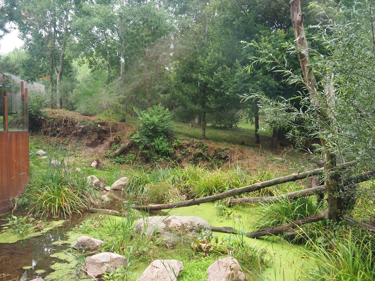 Larger Eurasian lynx exhibit, 2022-08-20