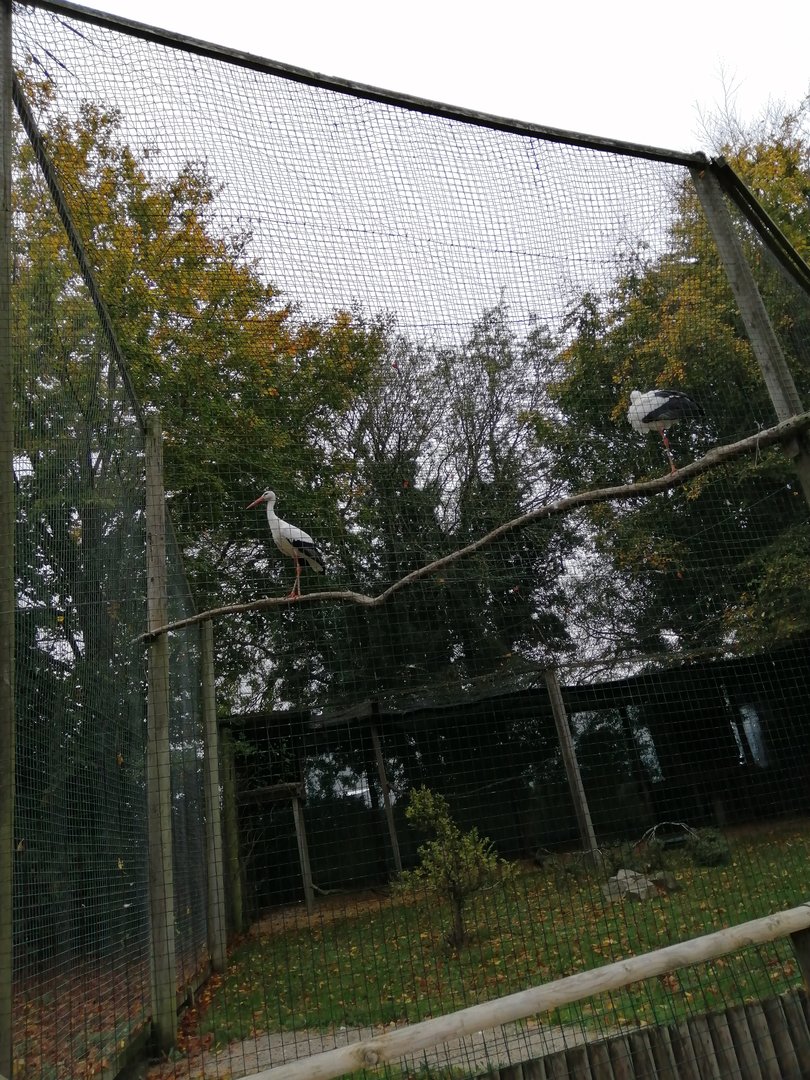 Larger European White Stork Enclosure