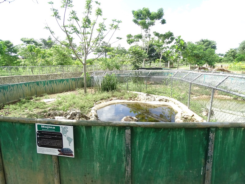 Larger furrowed wood turtle enclosure
