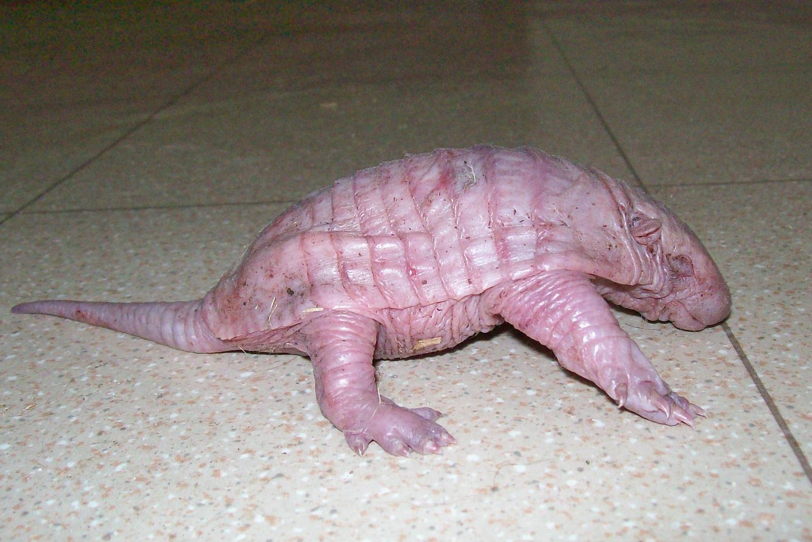 Larger Haired Armadillo baby