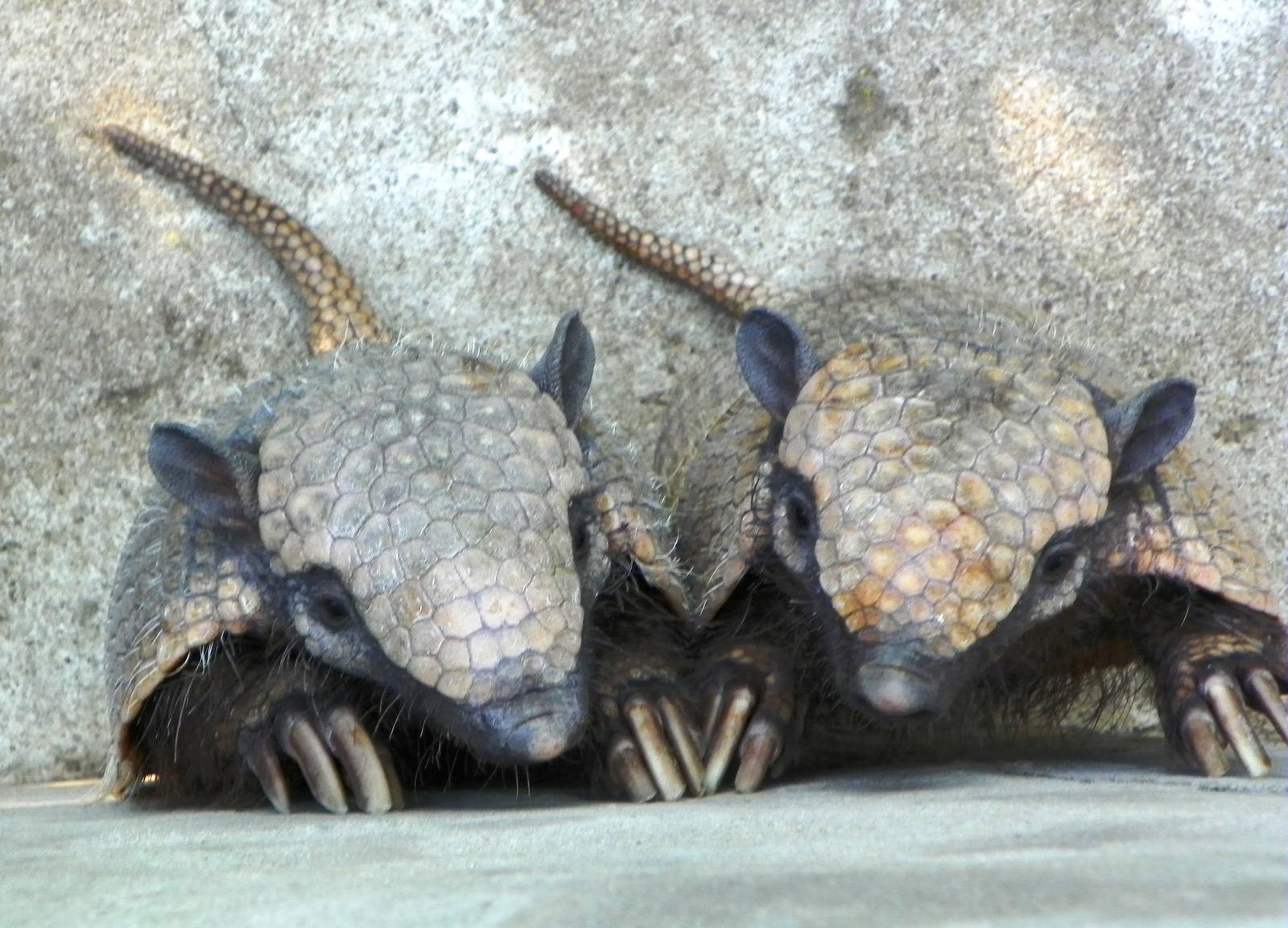 Larger Haired Armadillo