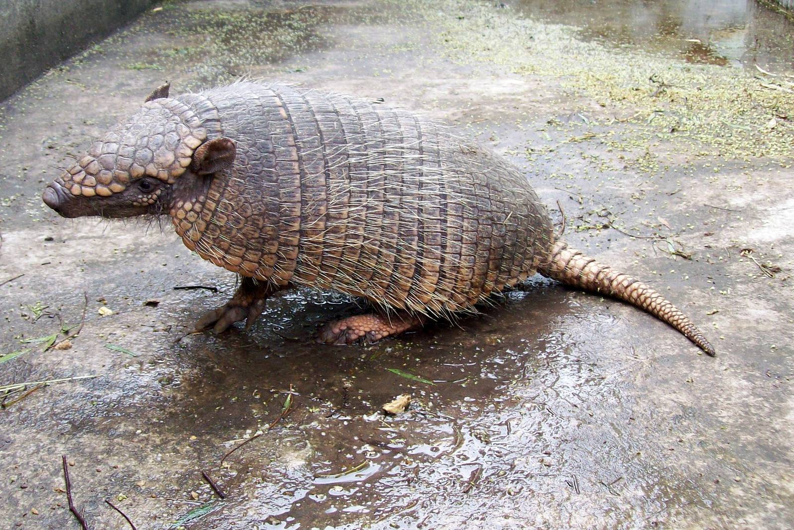 Larger Haired Armadillo