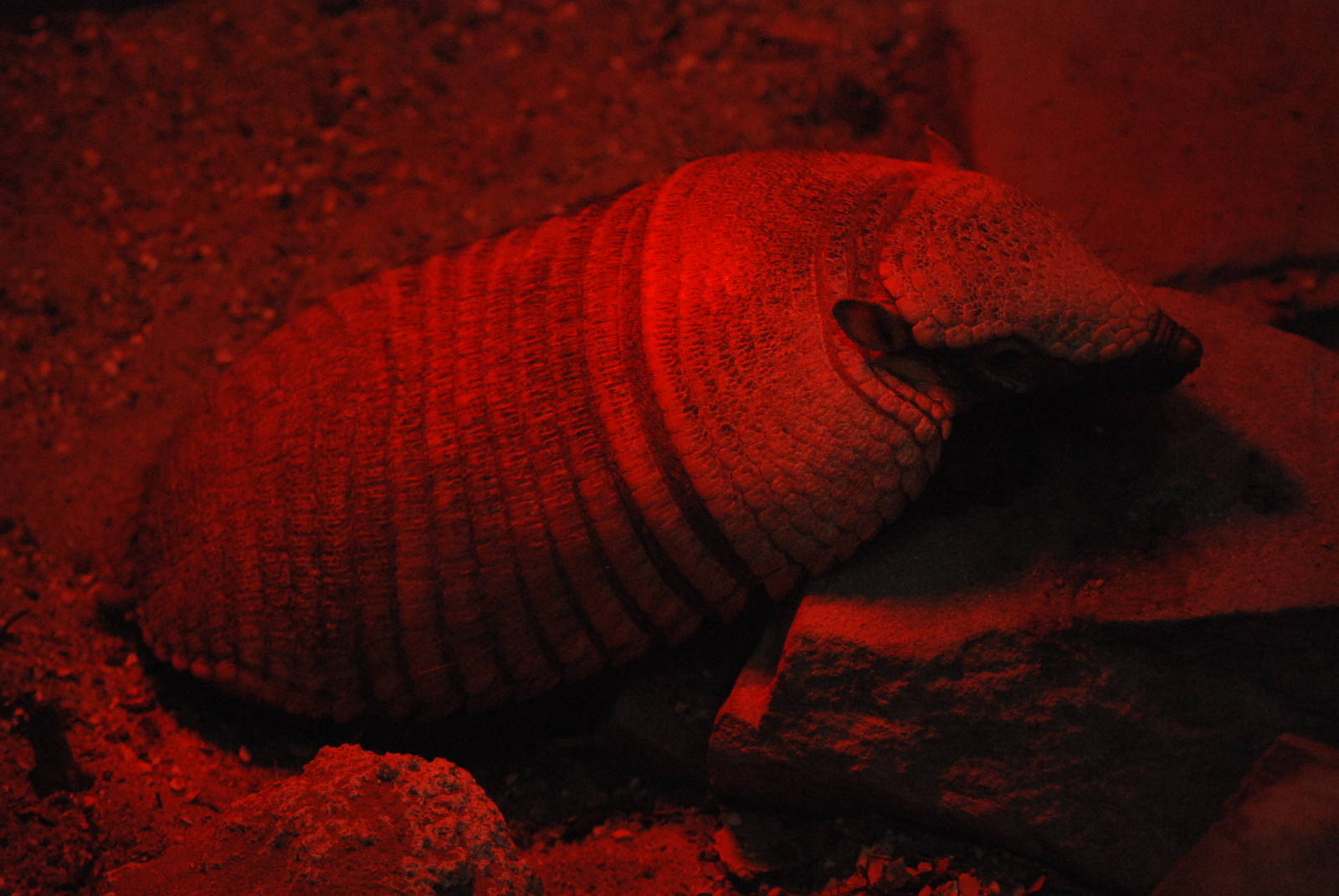 Larger Hairy Armadillo at London, 17/03/12