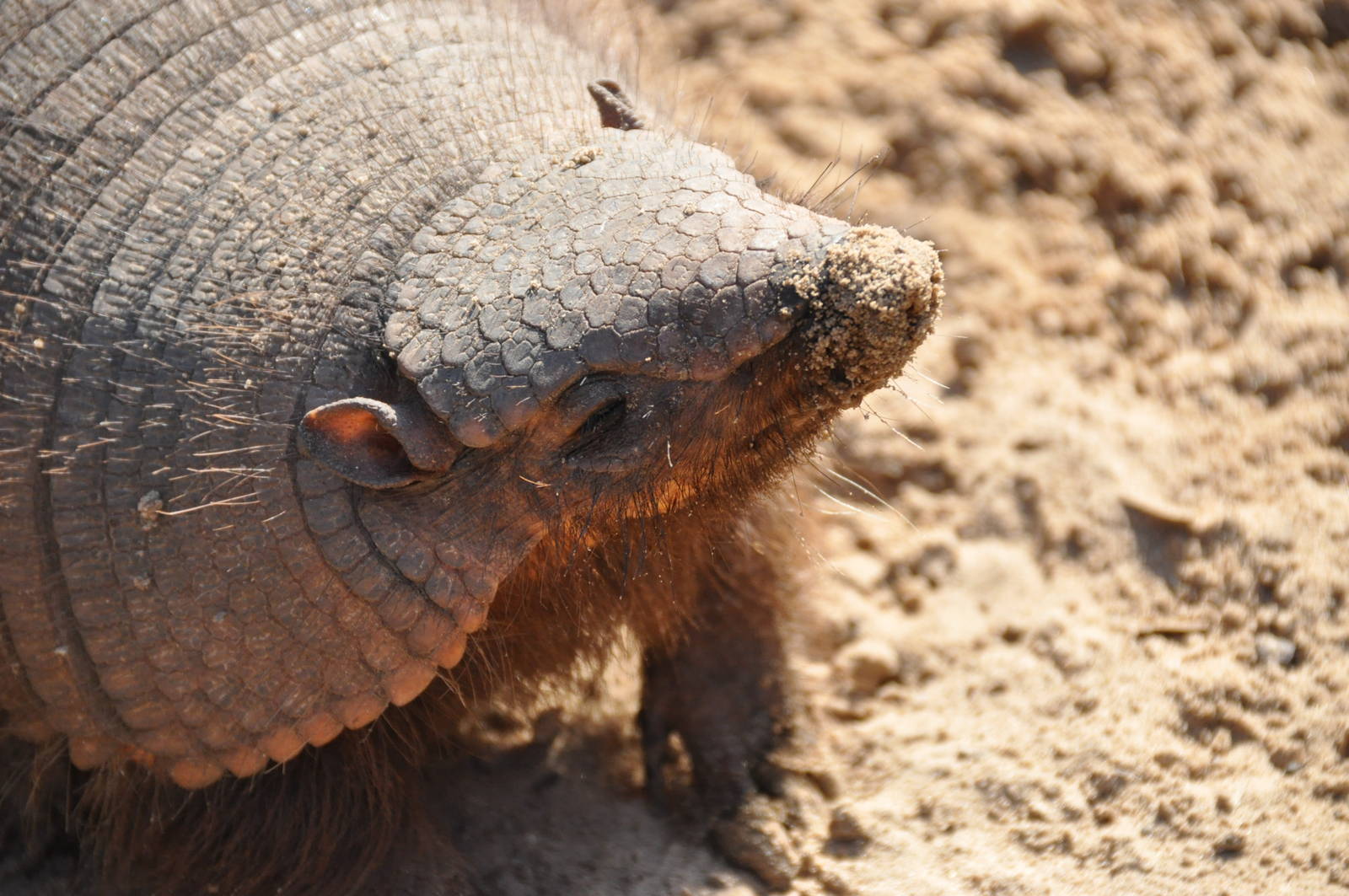Larger hairy armadillo/ Chaetophractus villosus