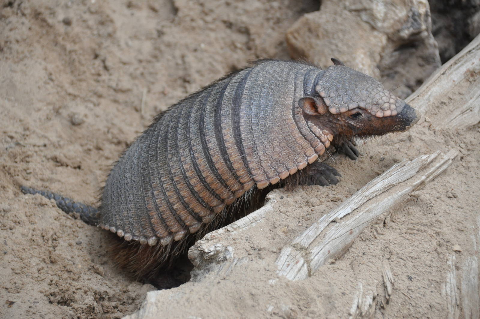 Larger hairy armadillo/ Chaetophractus villosus
