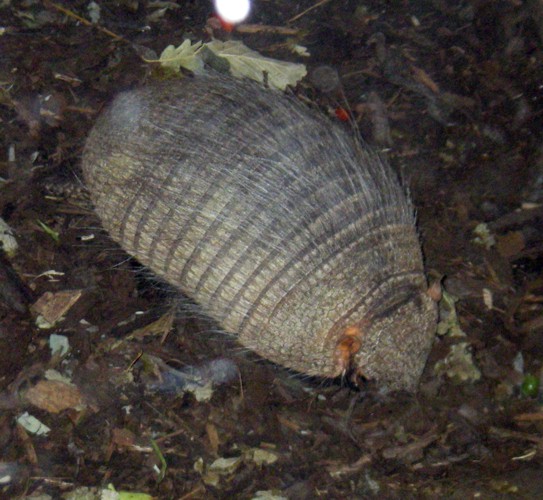 Larger Hairy Armadillo (Chaetophractus villosus)
