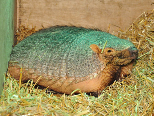 Larger Hairy Armadillo in Kishinev Zoo