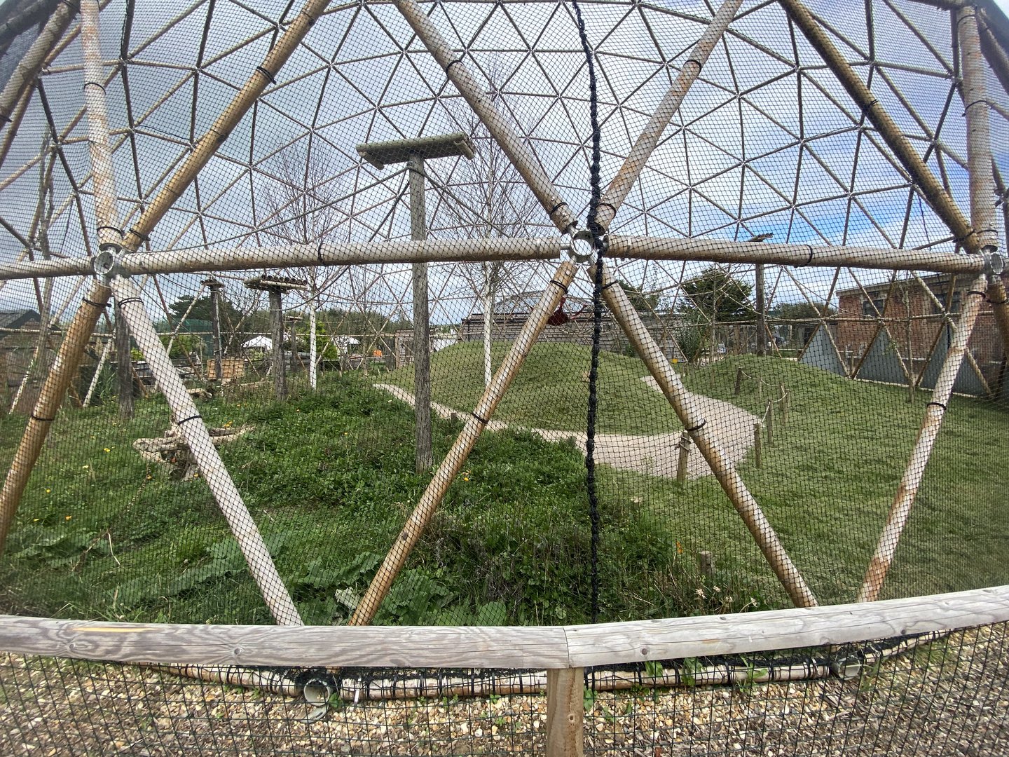 Larger lemur dome 130923