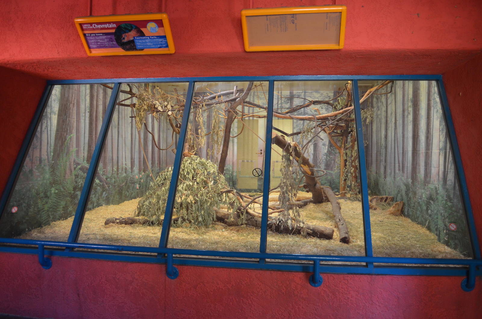 Larger Malayan Chevrotain Exhibit