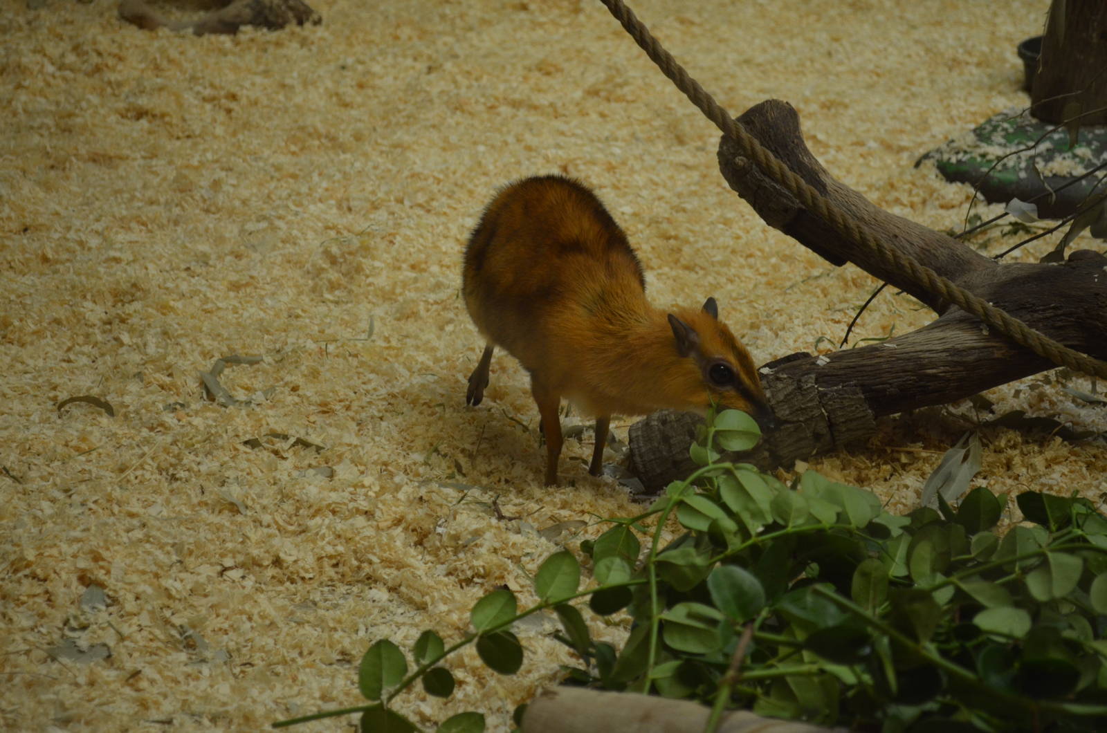 Larger Malayan Chevrotain