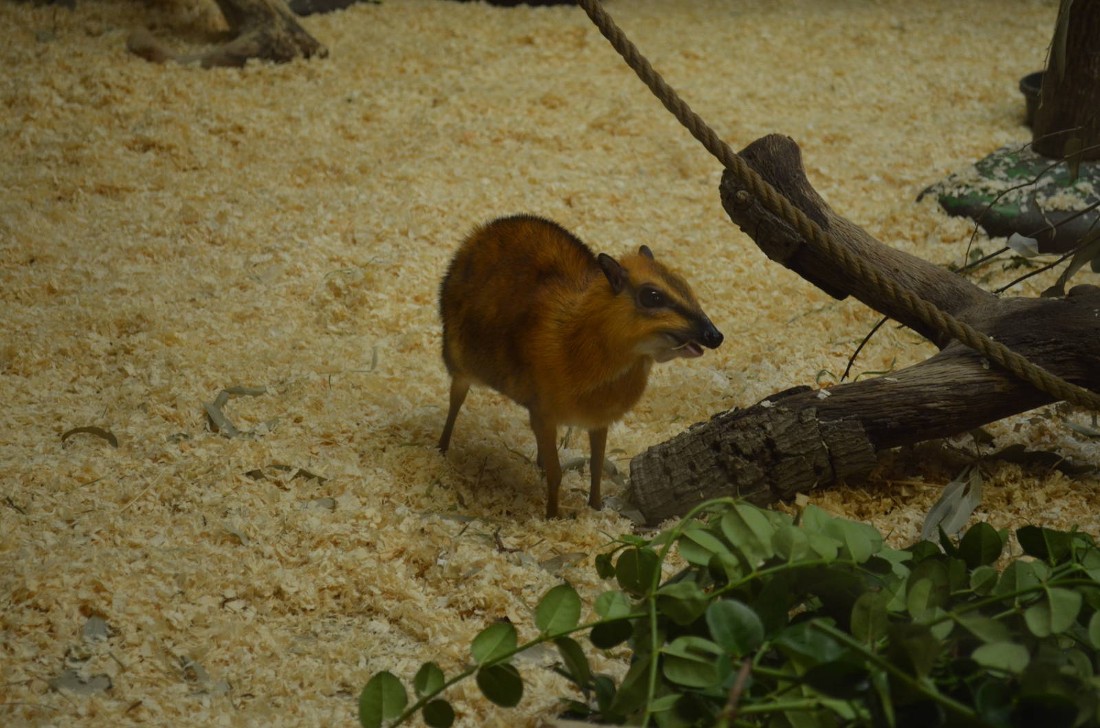 Larger Malayan Chevrotain