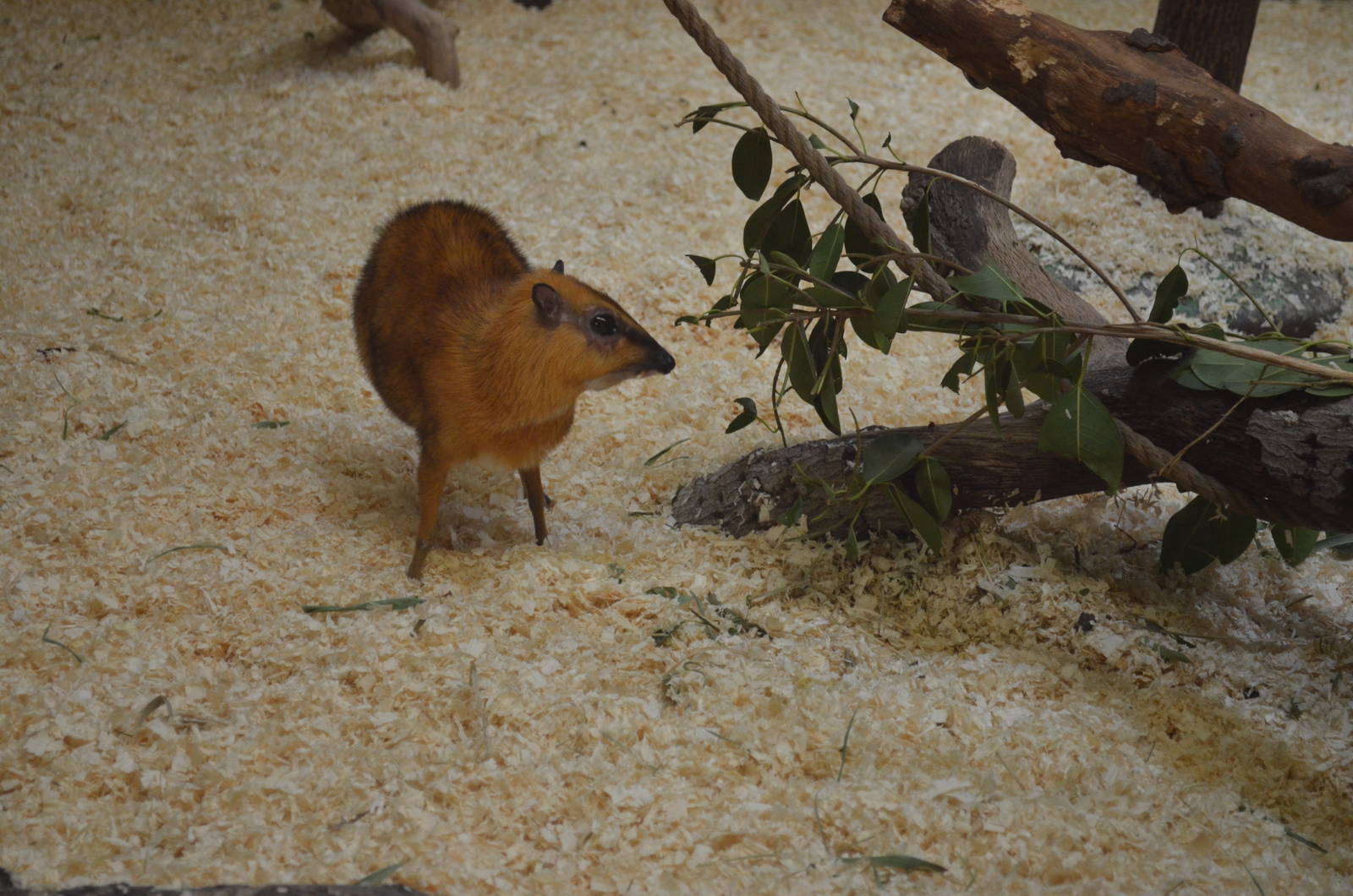 Larger Malayan Chevrotain