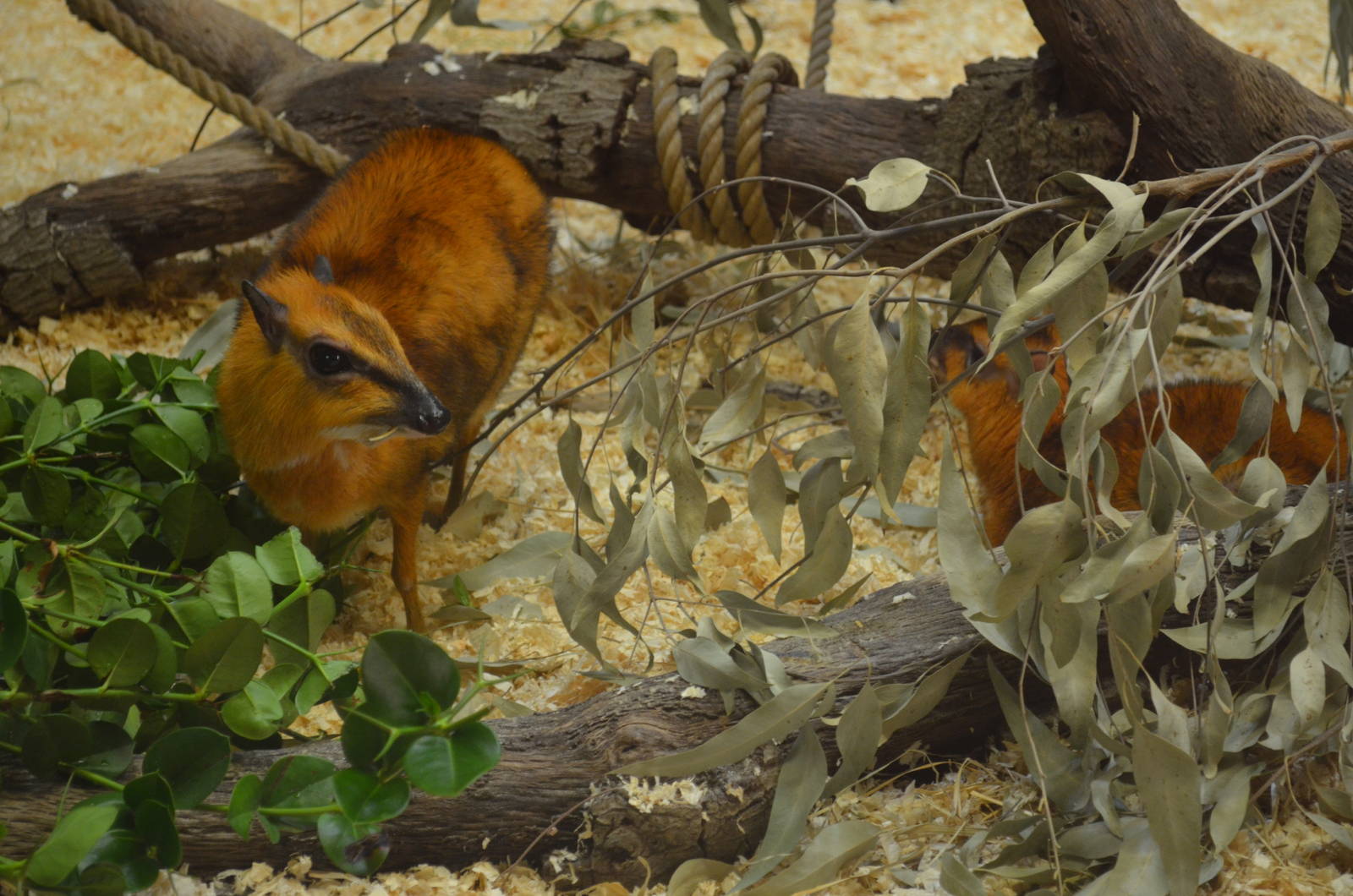 Larger Malayan Chevrotains