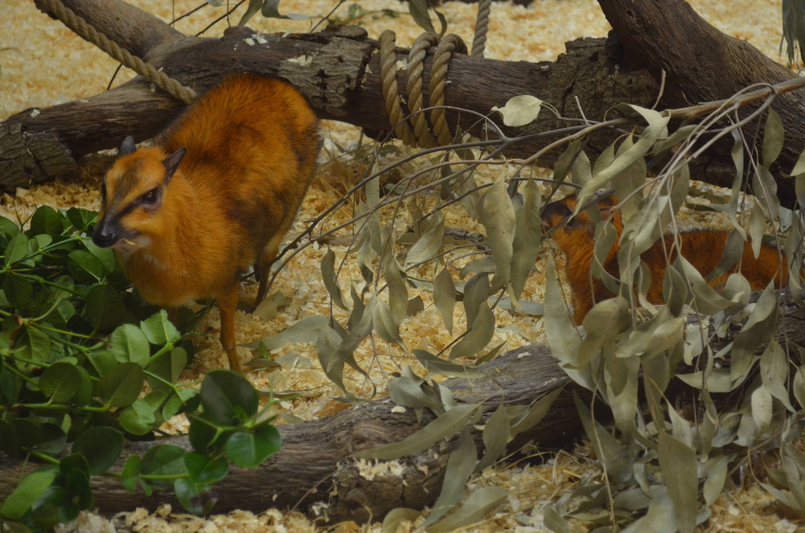 Larger Malayan Chevrotains