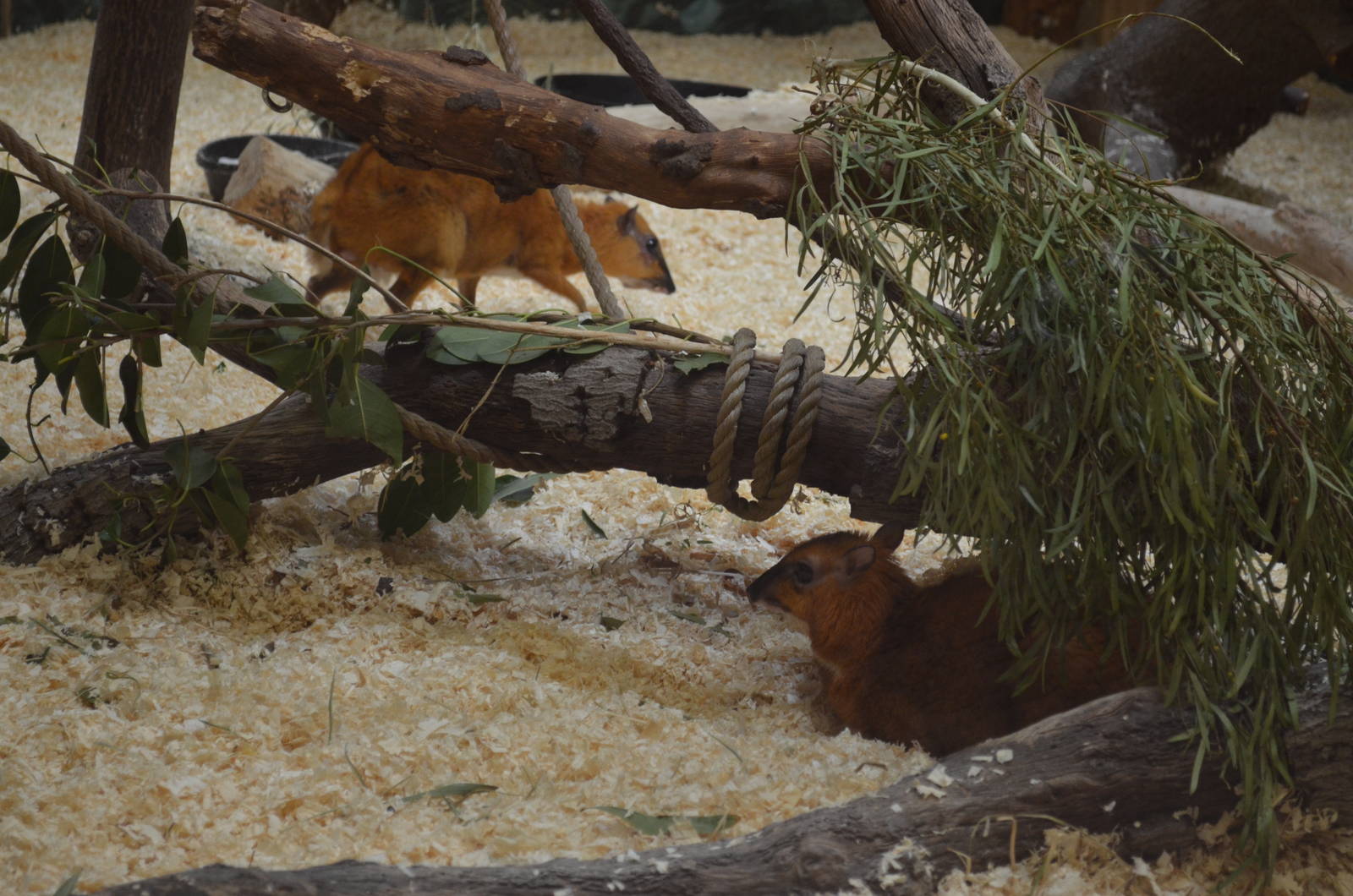 Larger Malayan Chevrotains