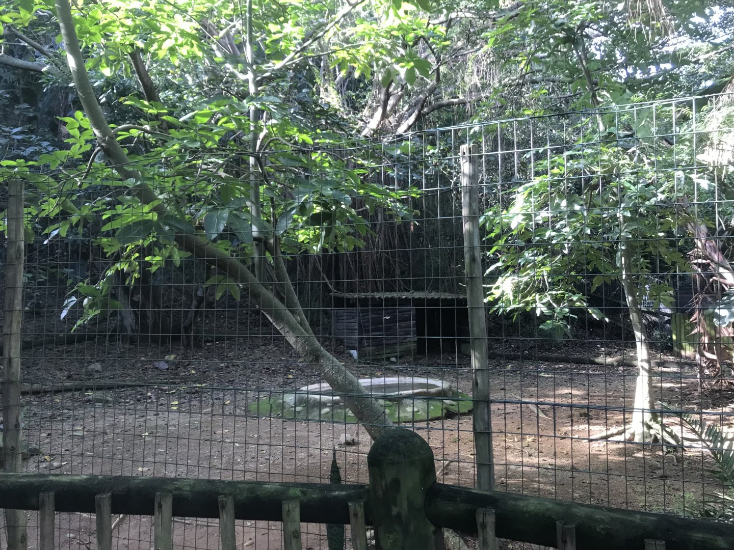 Larger Marabou Stork Exhibit