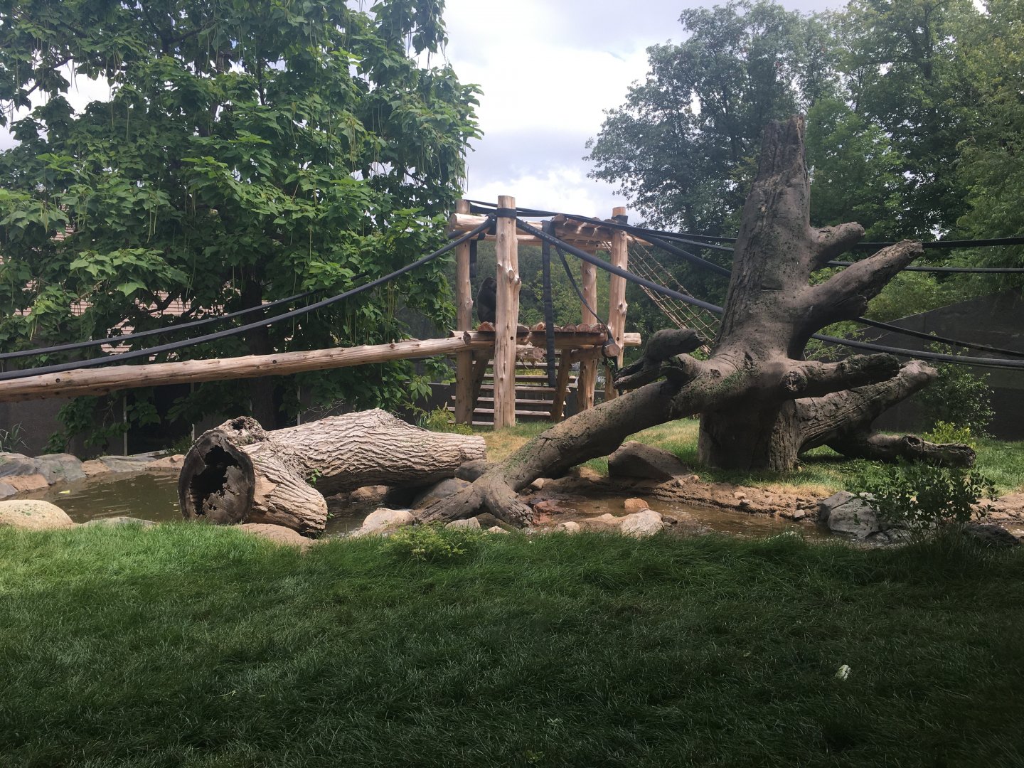 Larger Outdoor Gorilla Yard