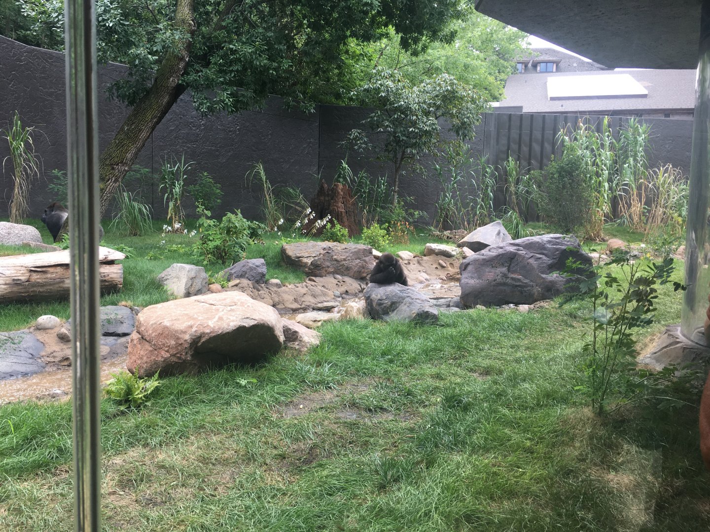 Larger Outdoor Gorilla Yard