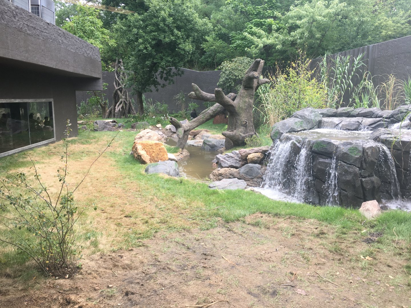 Larger Outdoor Gorilla Yard