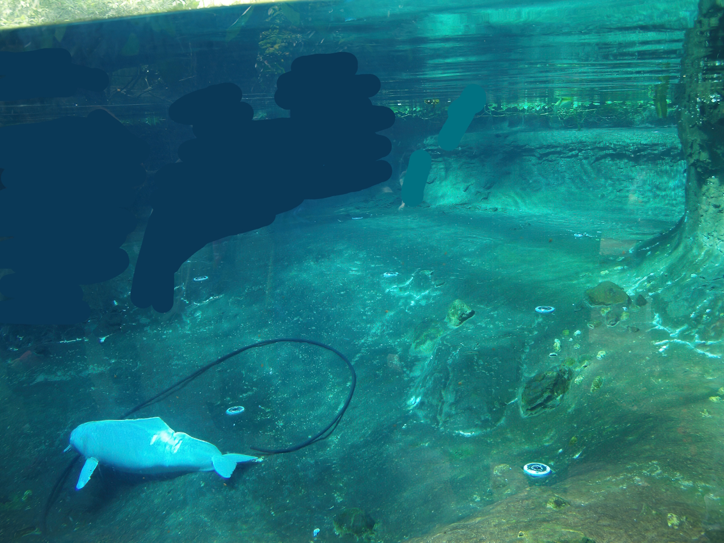 Larger part of the Boto tank (Now fish and Manatee tank), 2007-04-01