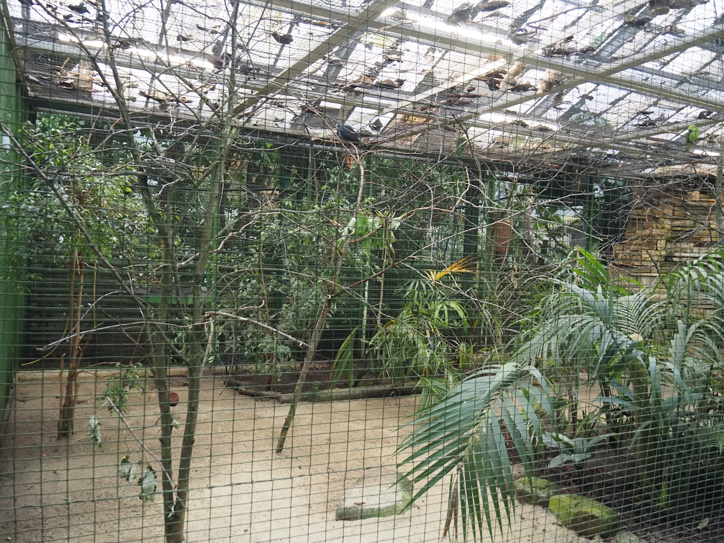 Larger Philippines archipelago aviary, 2024-05-22