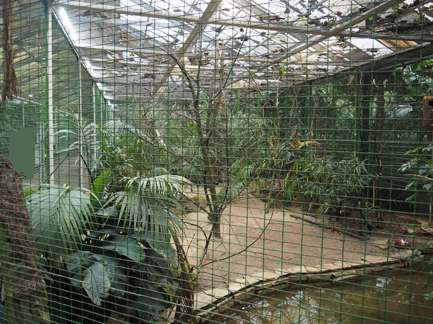 Larger Philippines archipelago aviary, 2024-05-22