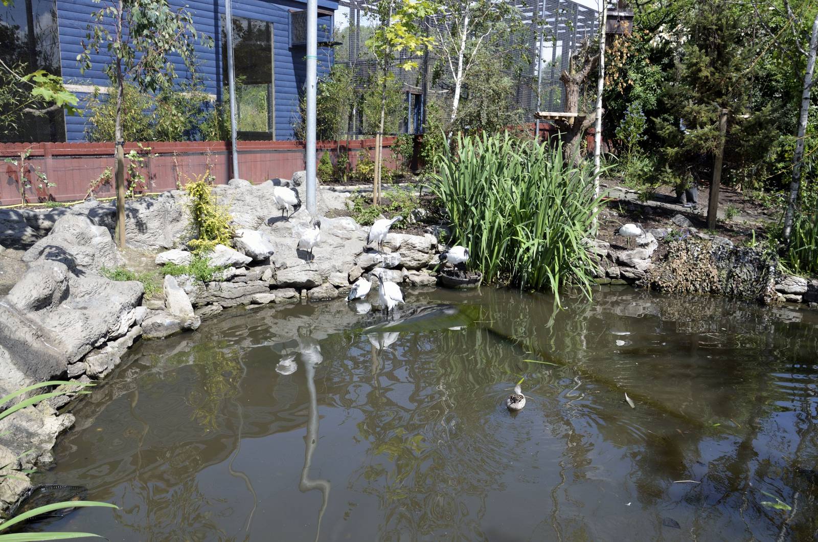 Larger pond inside African aviary-06/07/2014