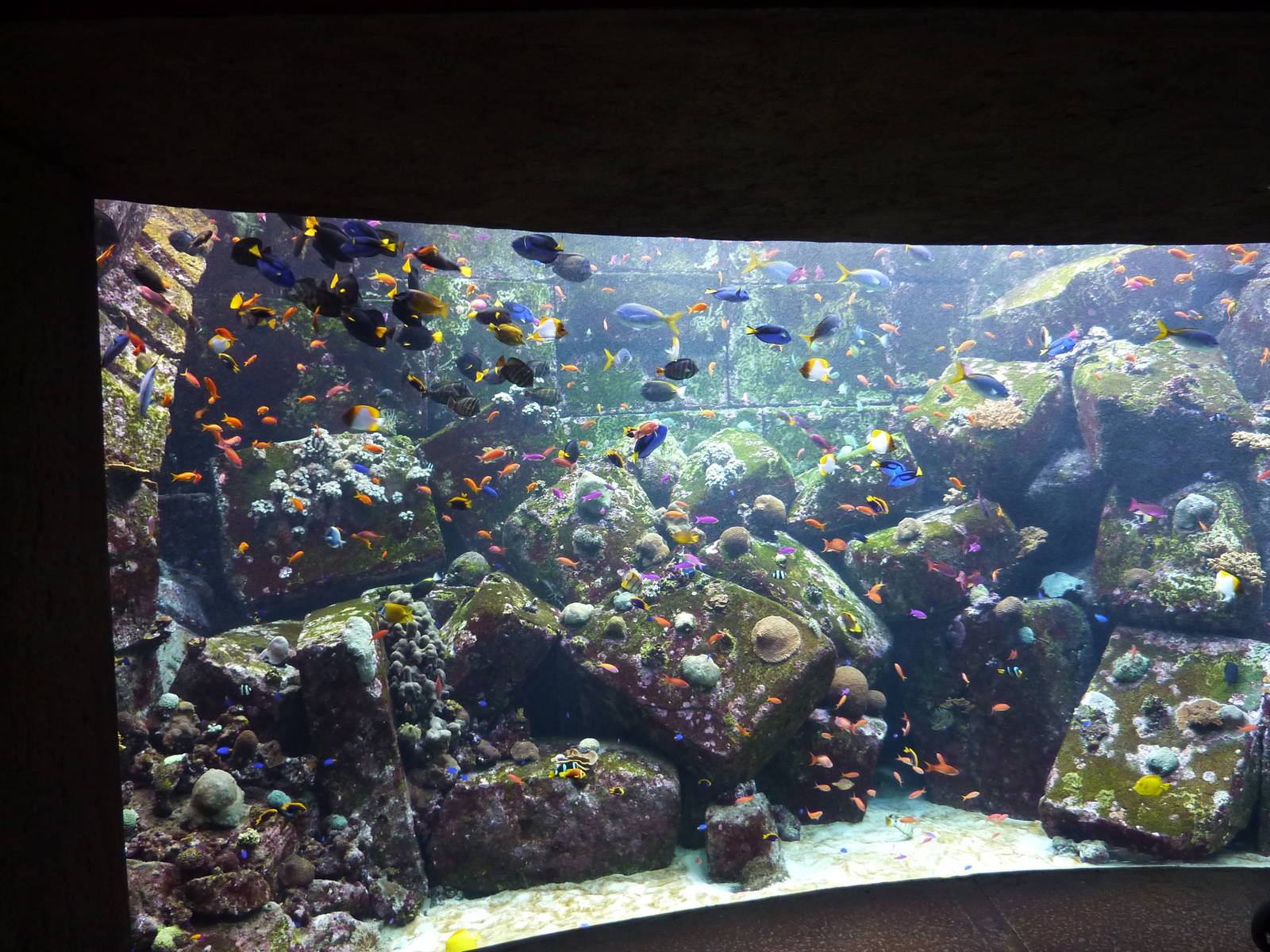 Larger reef tank