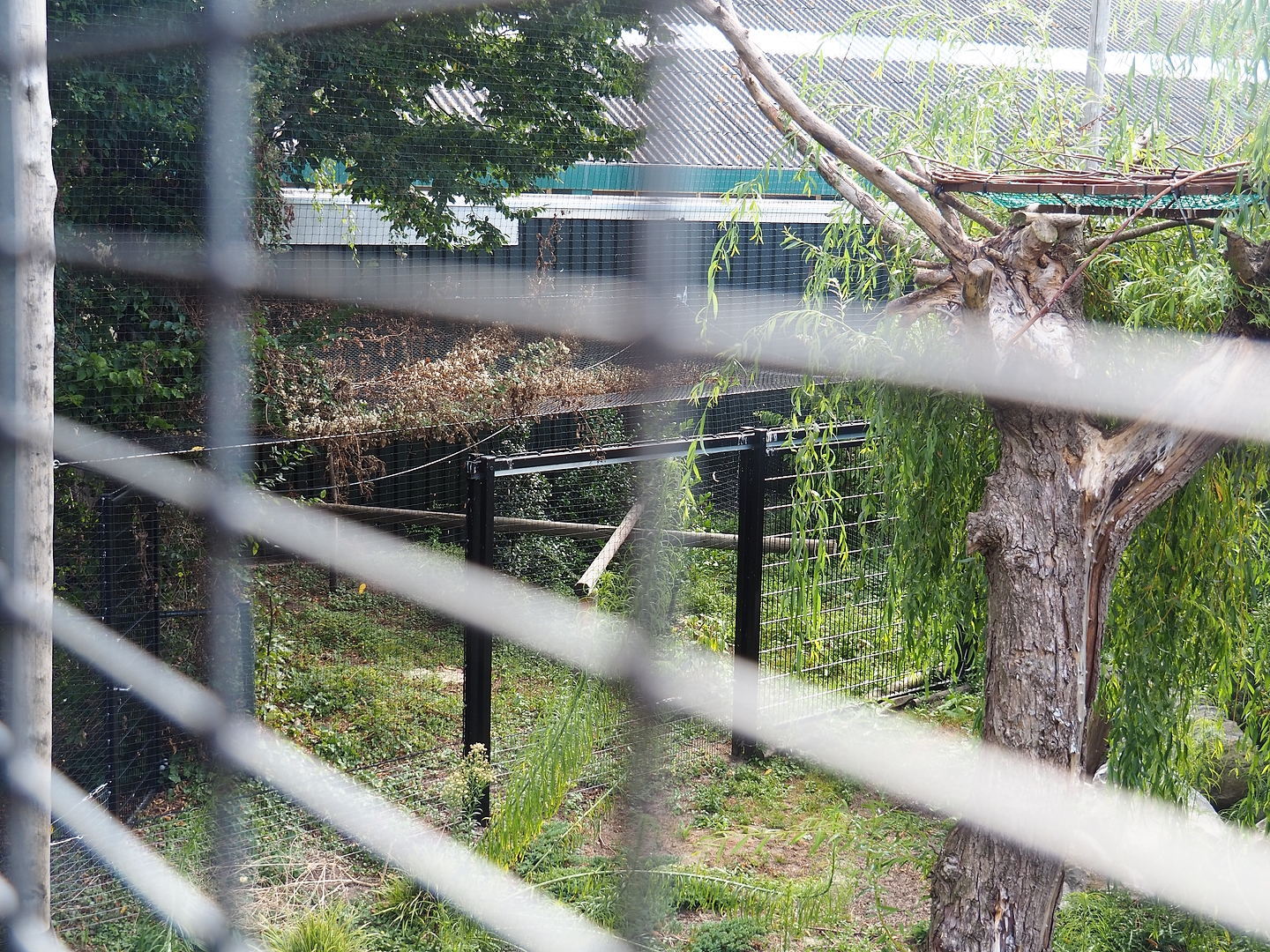 Larger side aviary for Steller's sea eagle, Common raven and Common black kite aviary, 2022-08-28