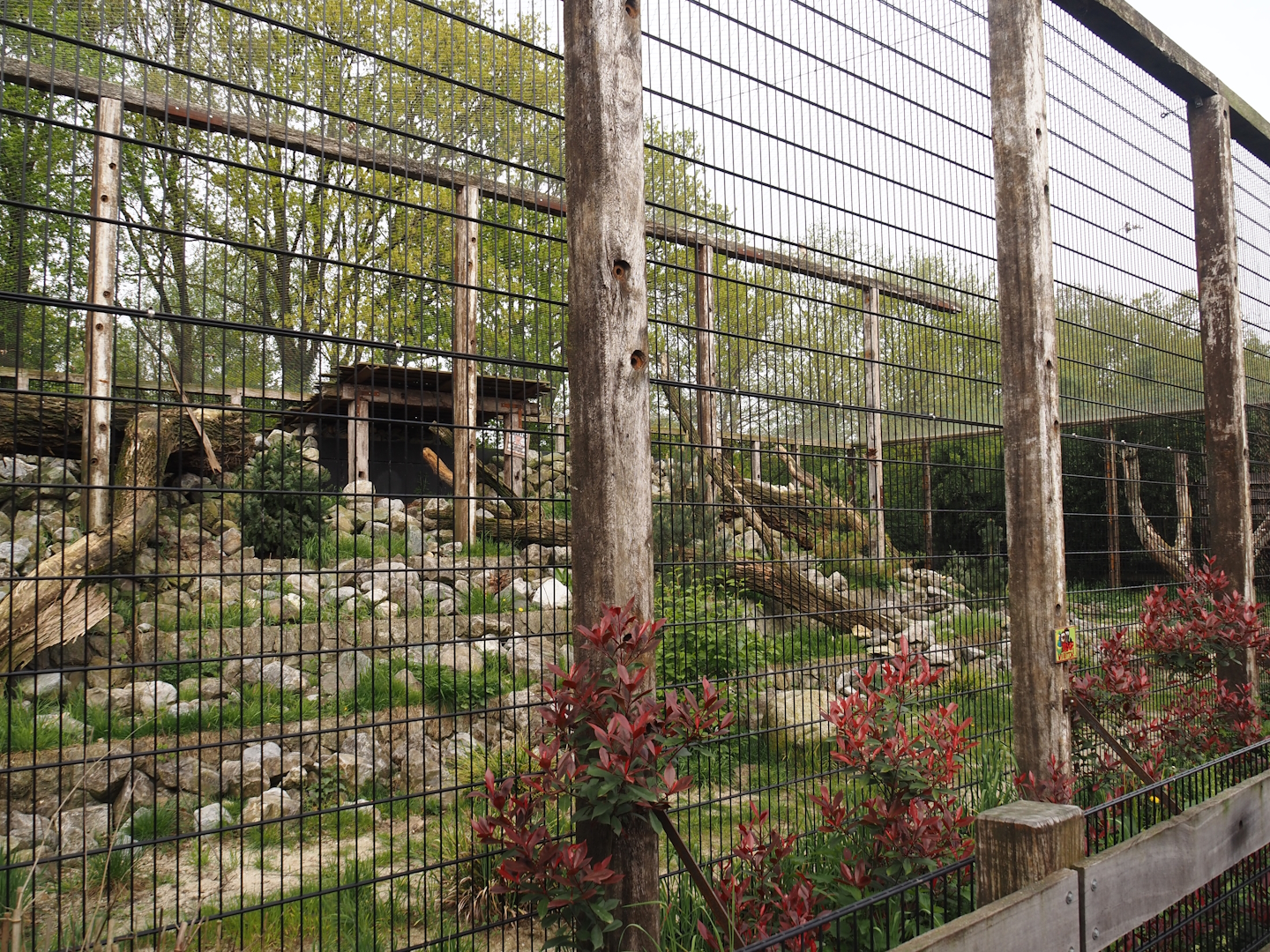 Larger snow leopard exhibit, 2024-04-14