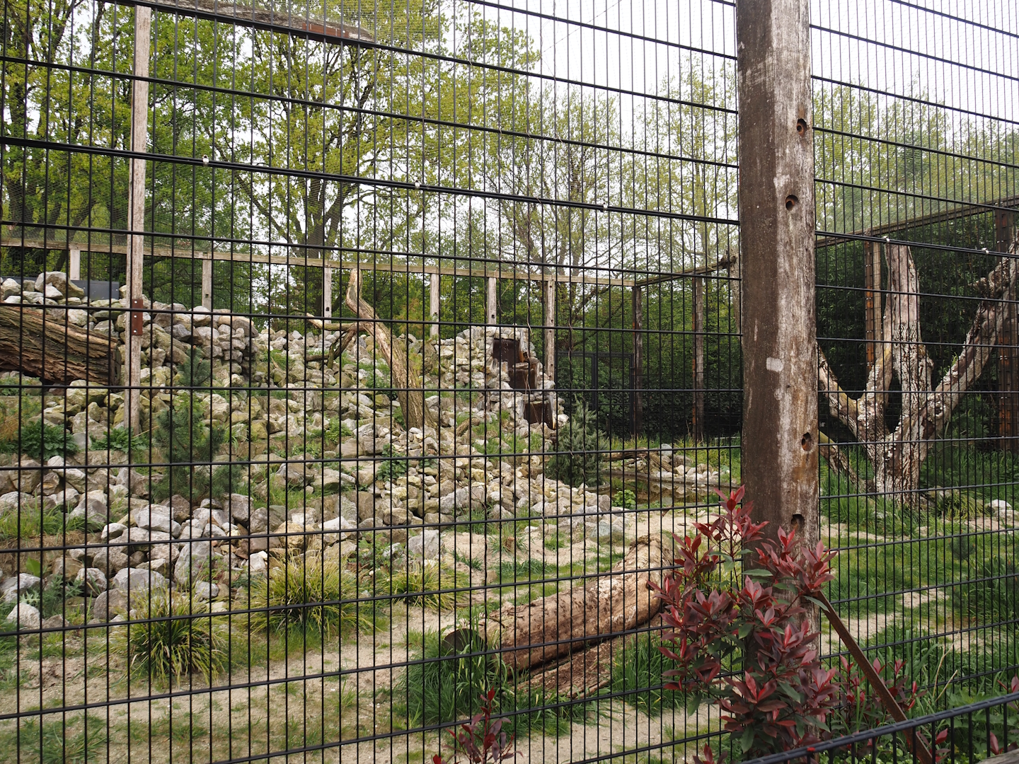 Larger snow leopard exhibit, 2024-04-14