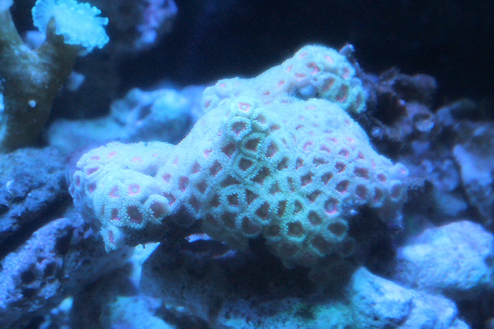 Larger star coral (Favites pentagona) - Suraloka Interactive Zoo