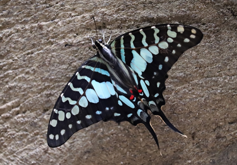 Larger striped swordtail (Graphium antheus)