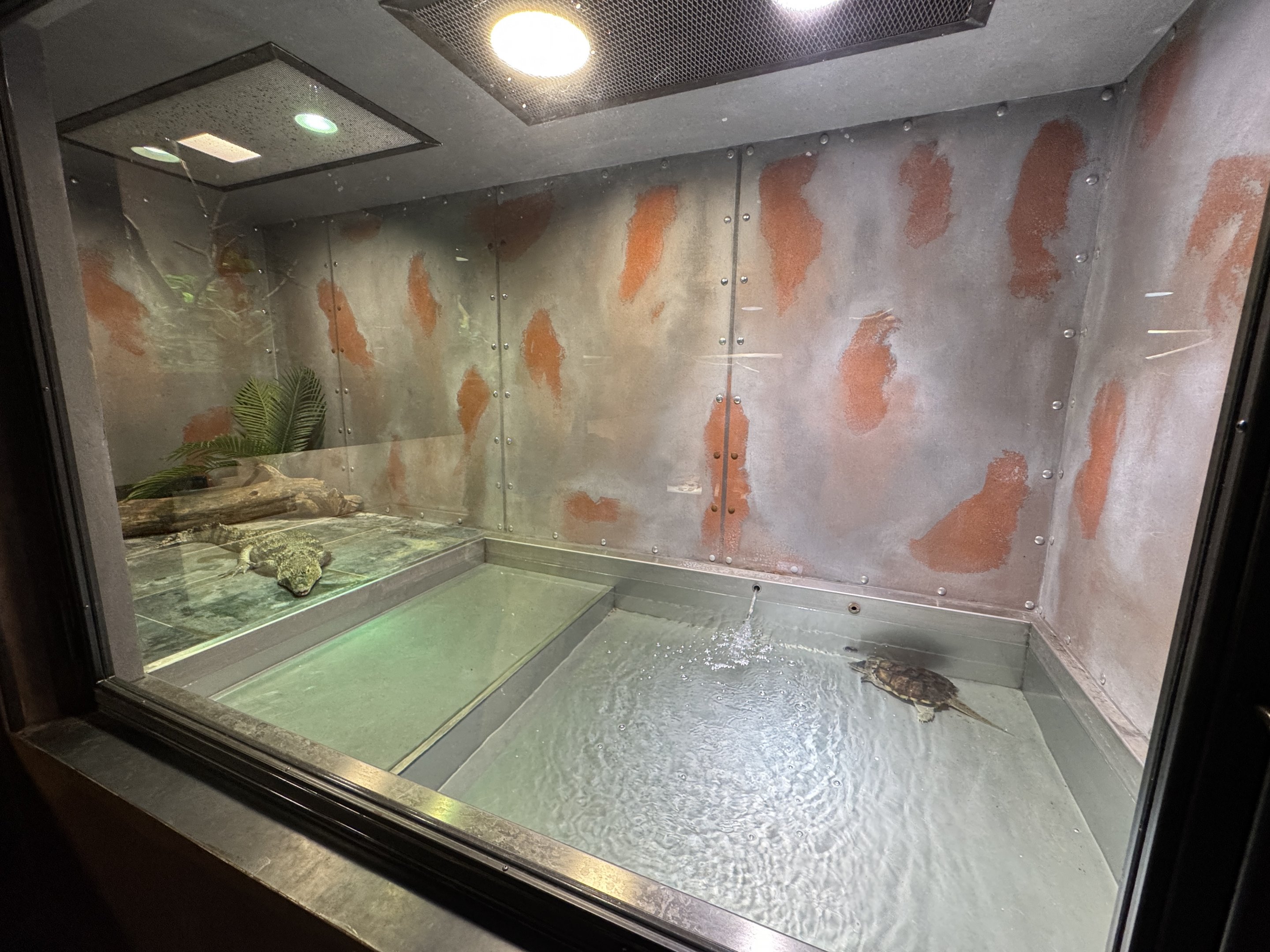 Larger Turtle and caiman exhibit - Terrarium Staré Město