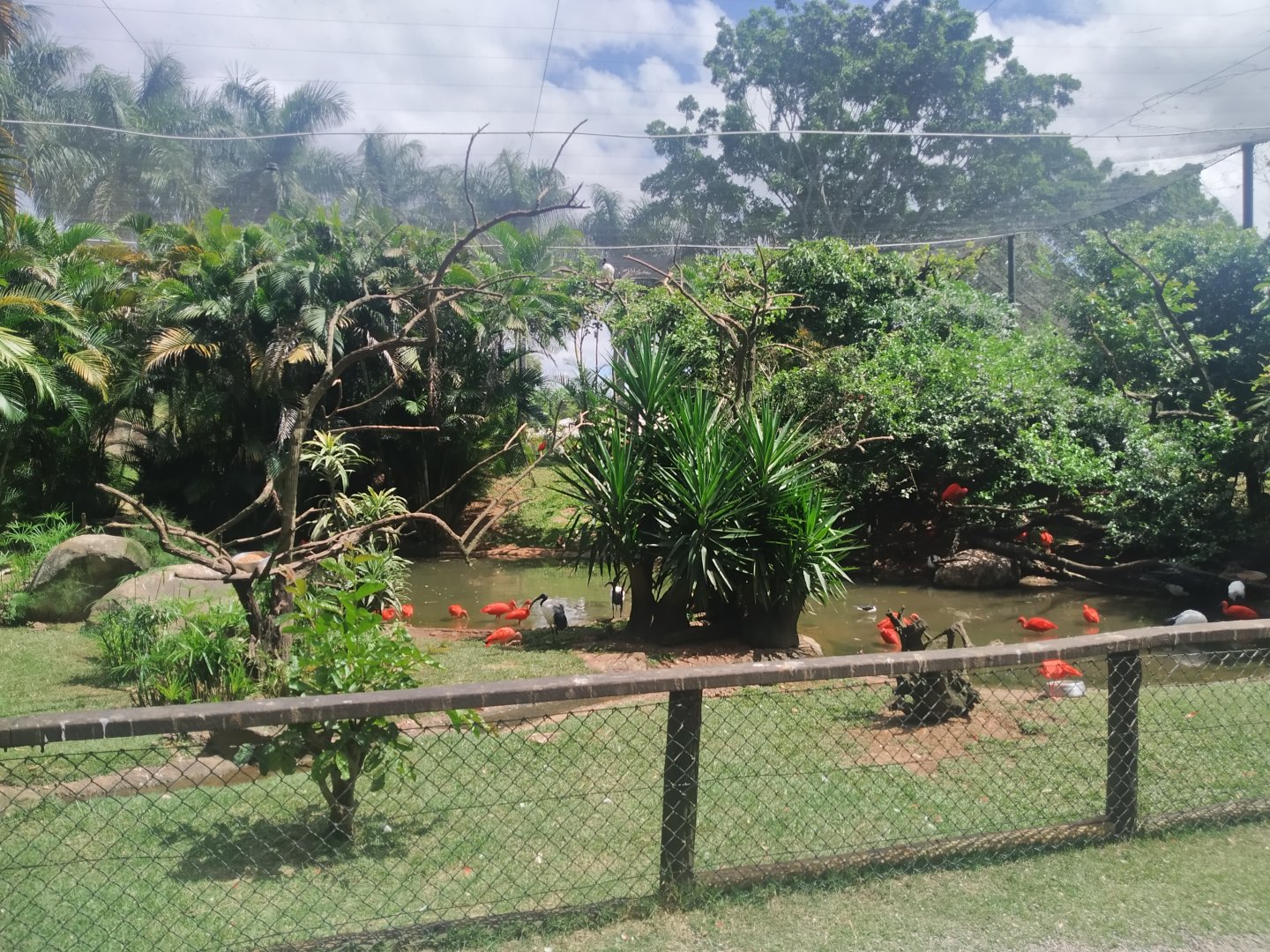 Larger walk-through aviary