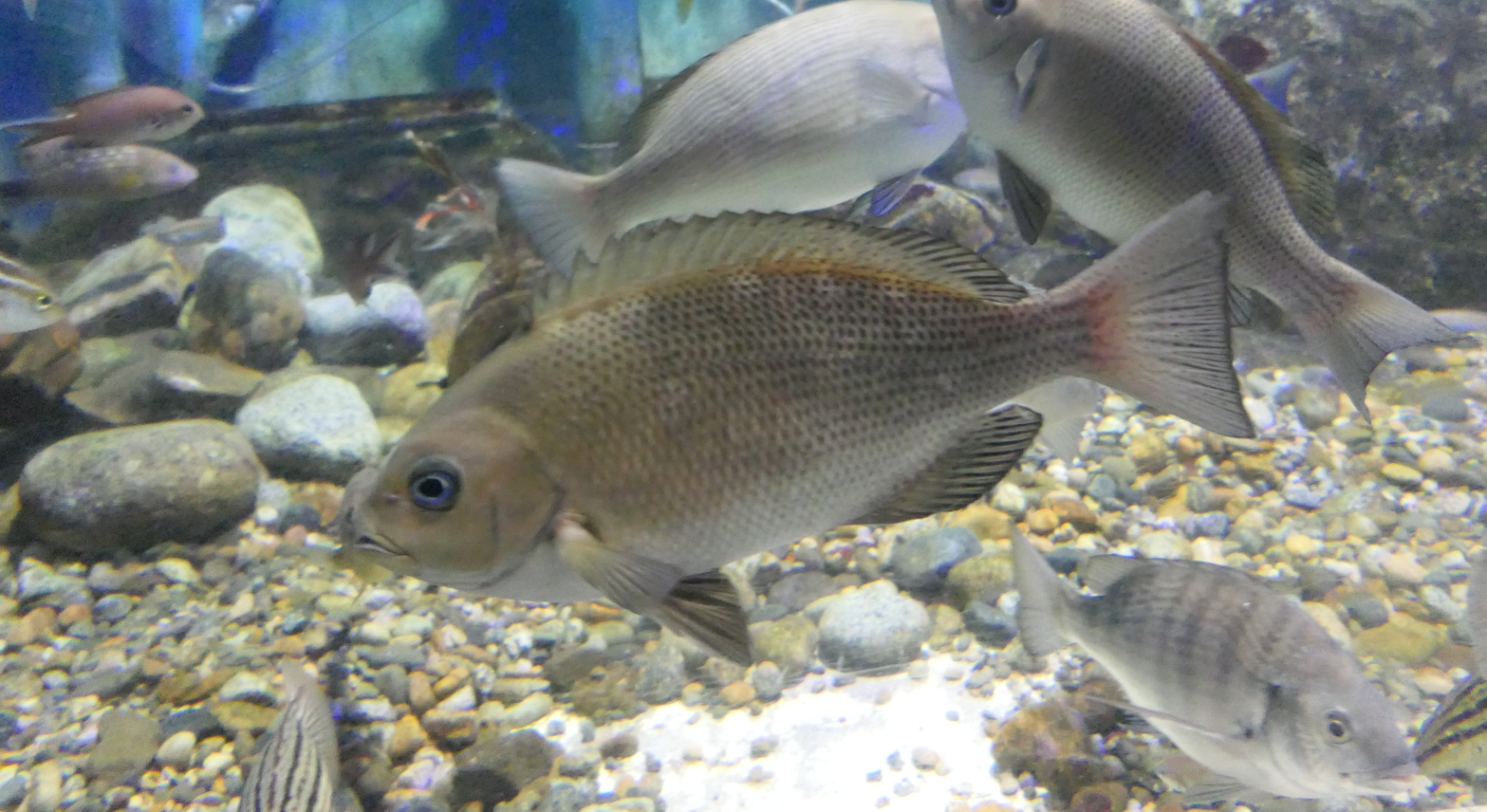 Largescale Blackfish (Girella punctata) - Uozu Aquarium