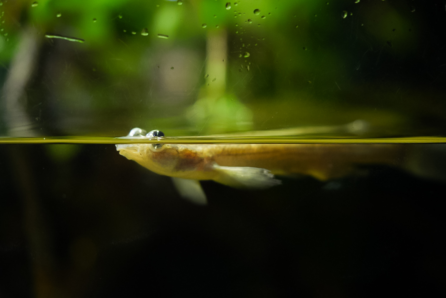 Largescale Four-eye Fish