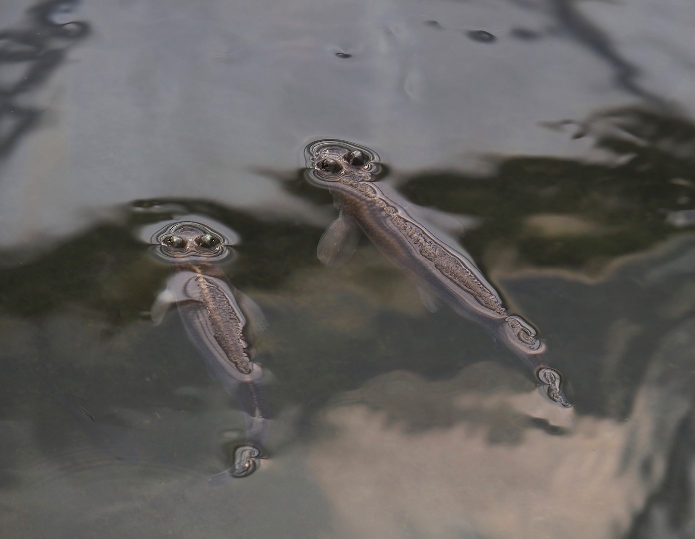 Largescale four-eyed fish (Anableps anableps), 2025-05-17