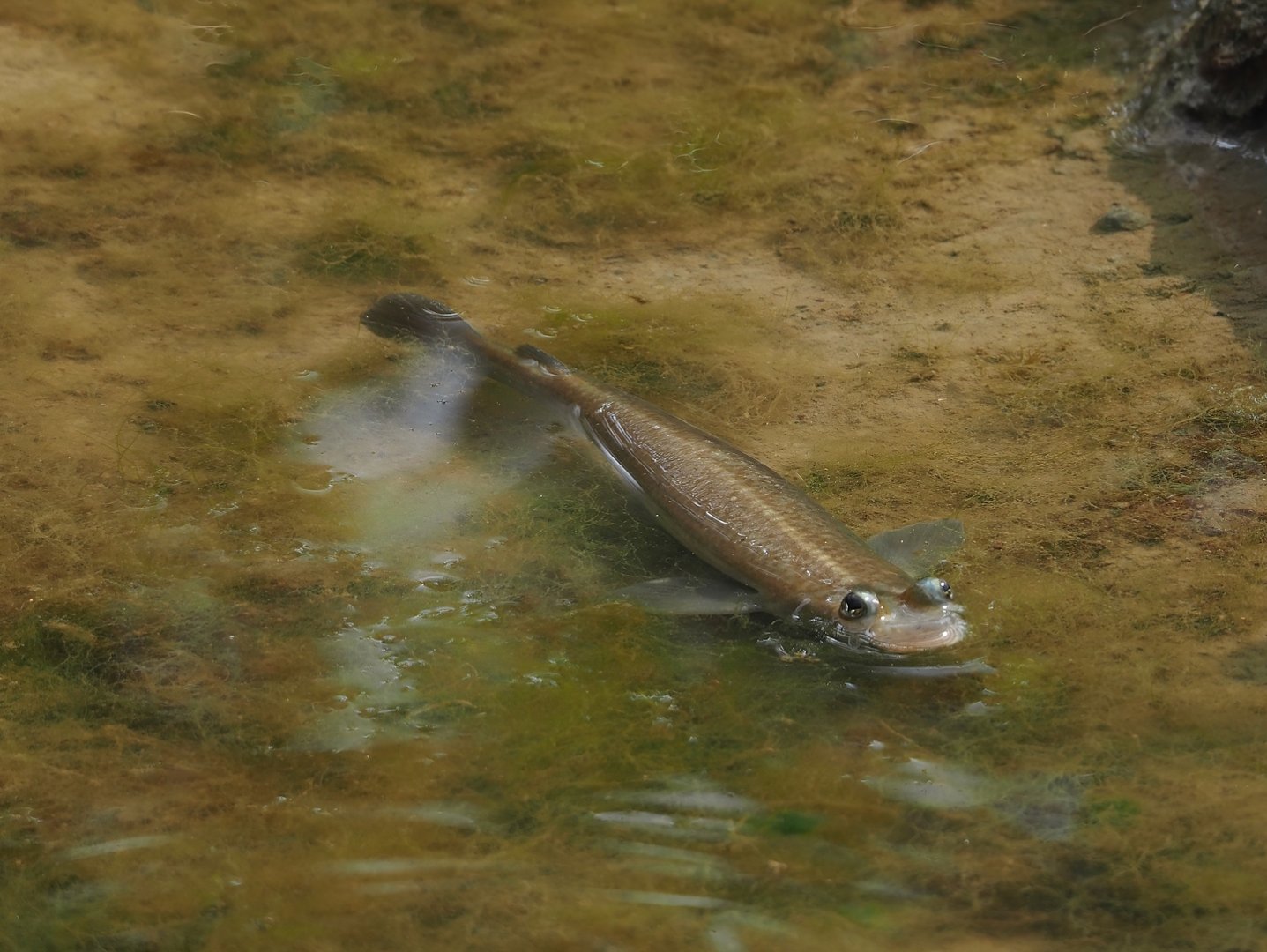 Largescale four-eyed fish (Anableps anableps), 2025-05-17