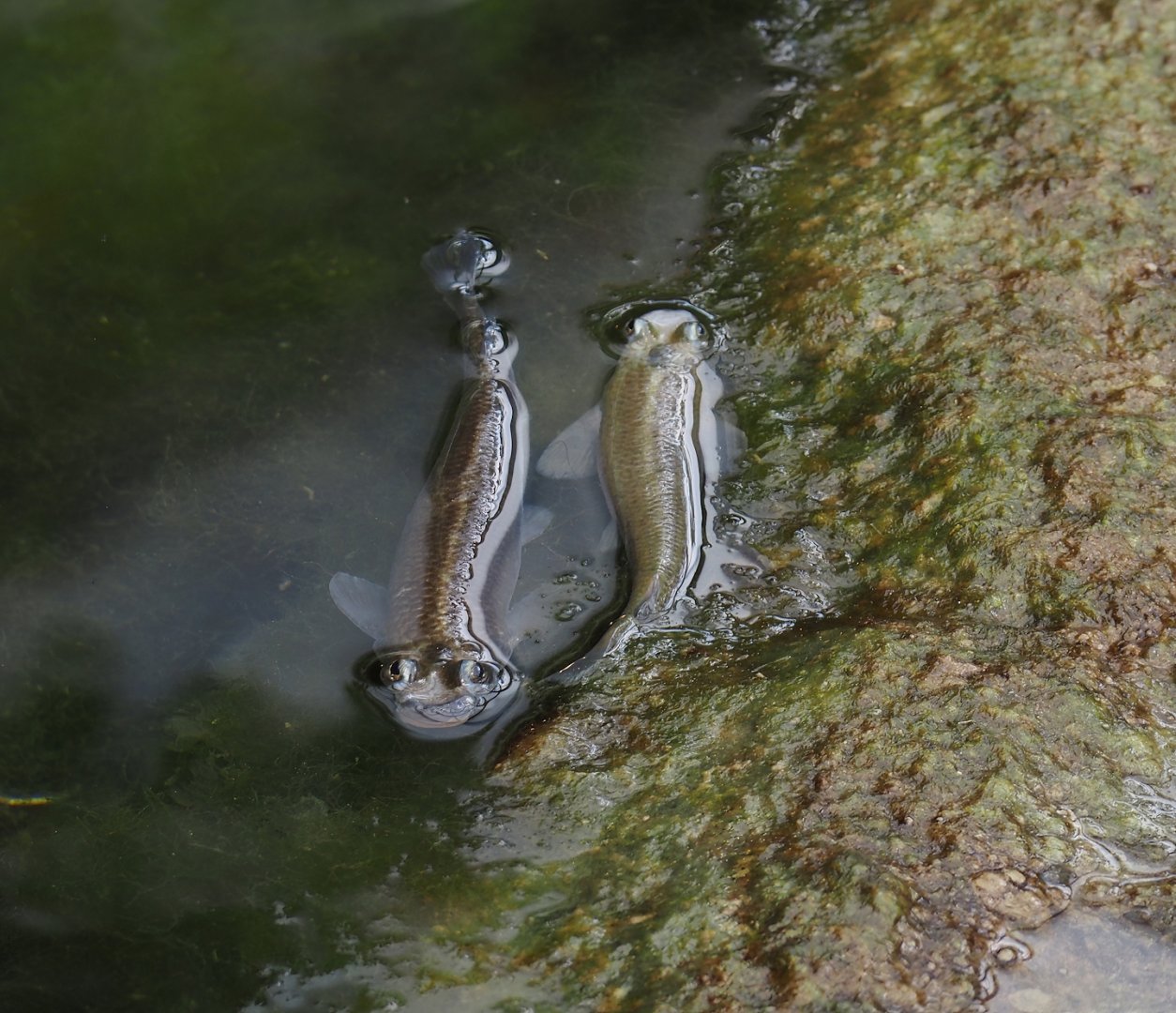 Largescale four-eyed fish (Anableps anableps), 2025-05-17