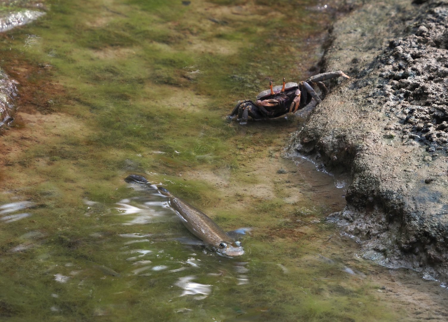 Largescale four-eyed fish (Anableps anableps) and West African fiddler crab (Afruca tangeri), 2025-05-17