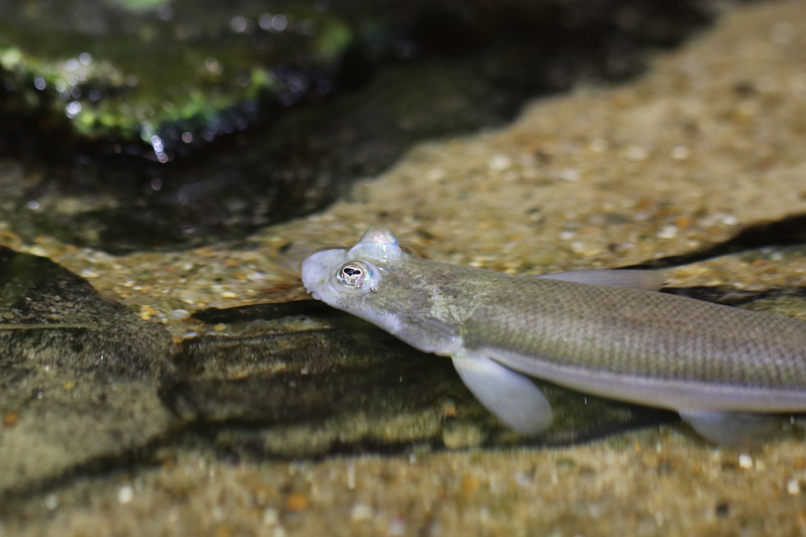 Largescale four-eyed fish