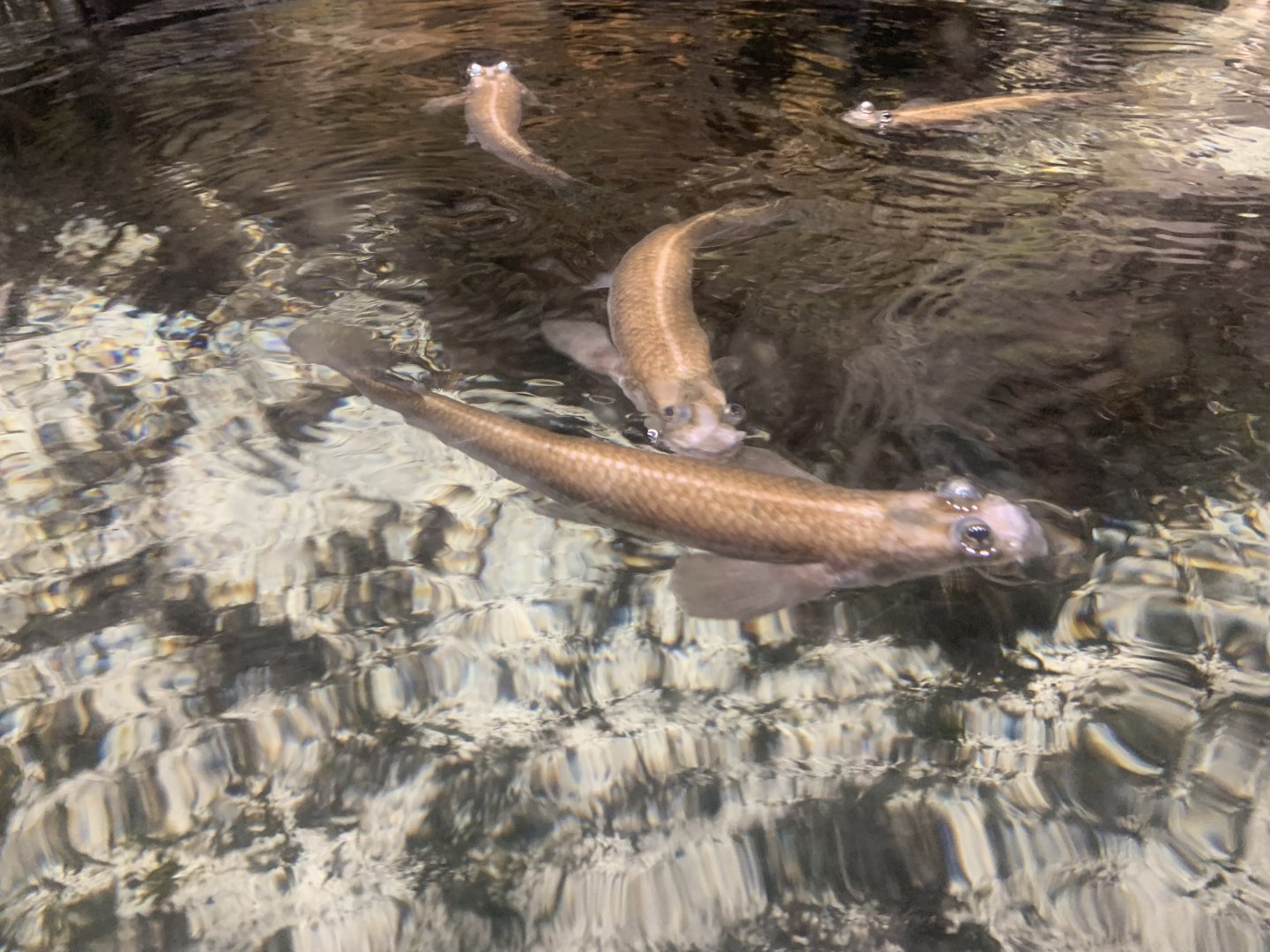 Largescale four-eyes