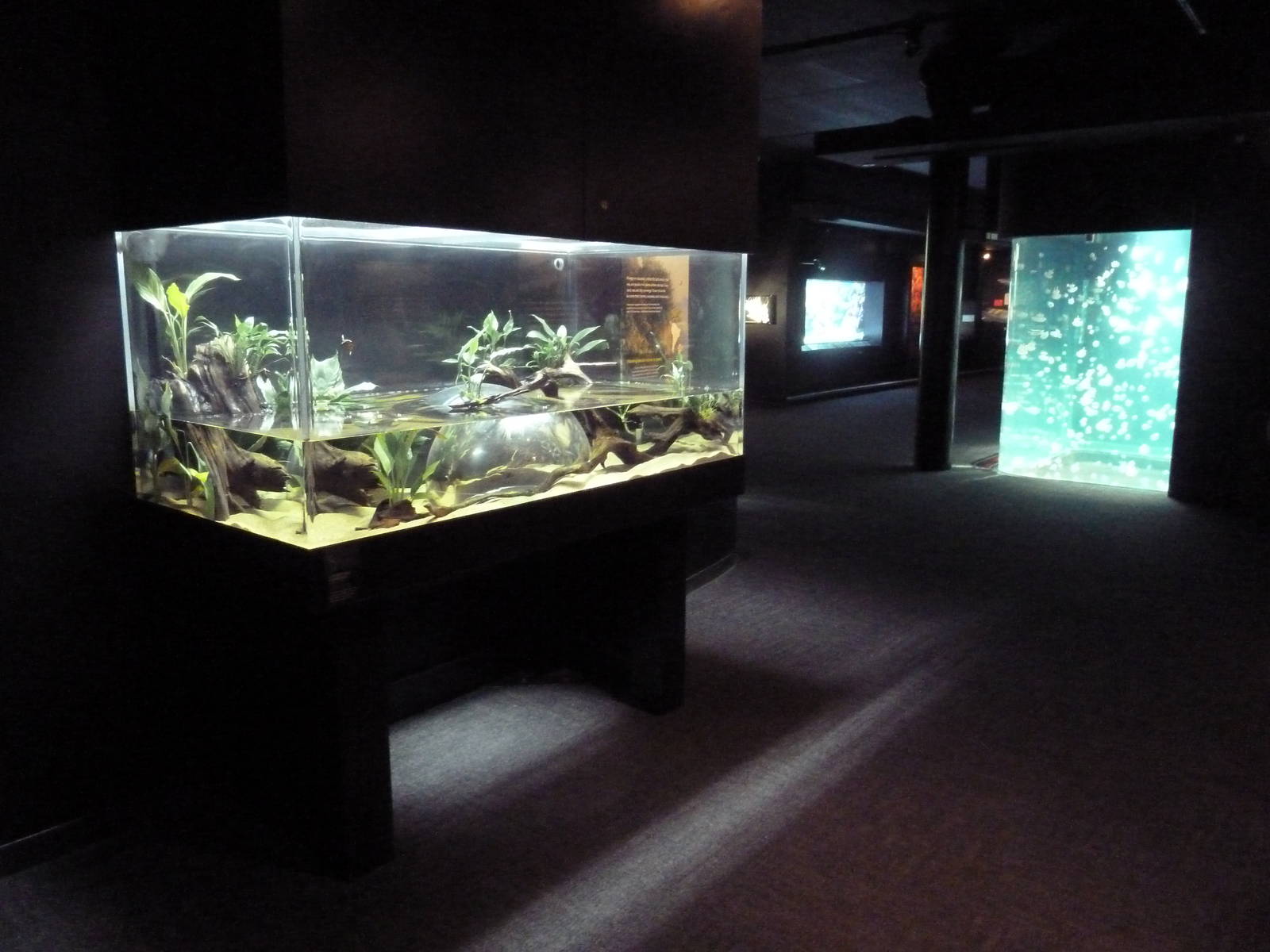 Largescale Foureyes Exhibit (New in 2014)