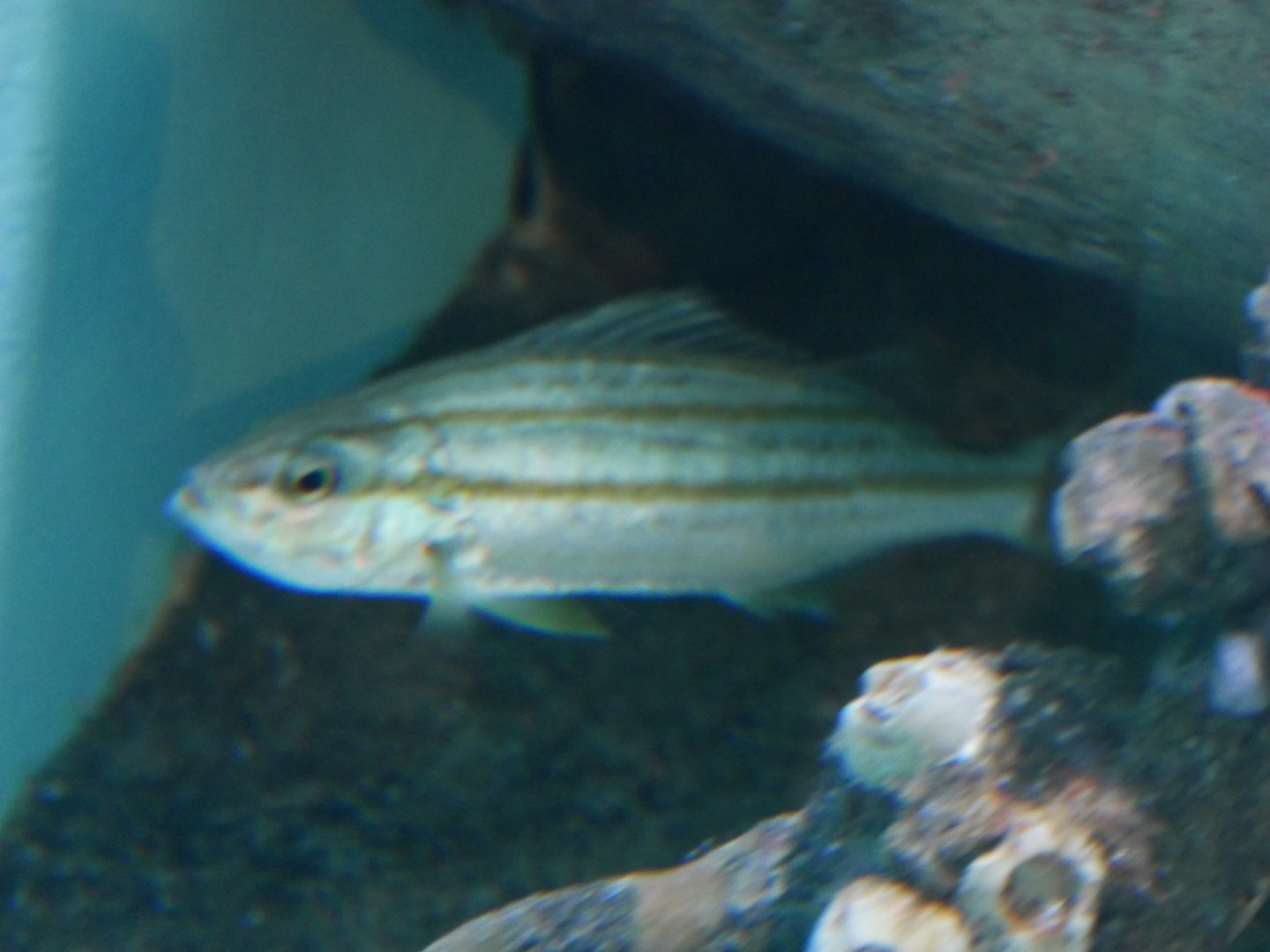 Largescale Grunter - Terapon theraps