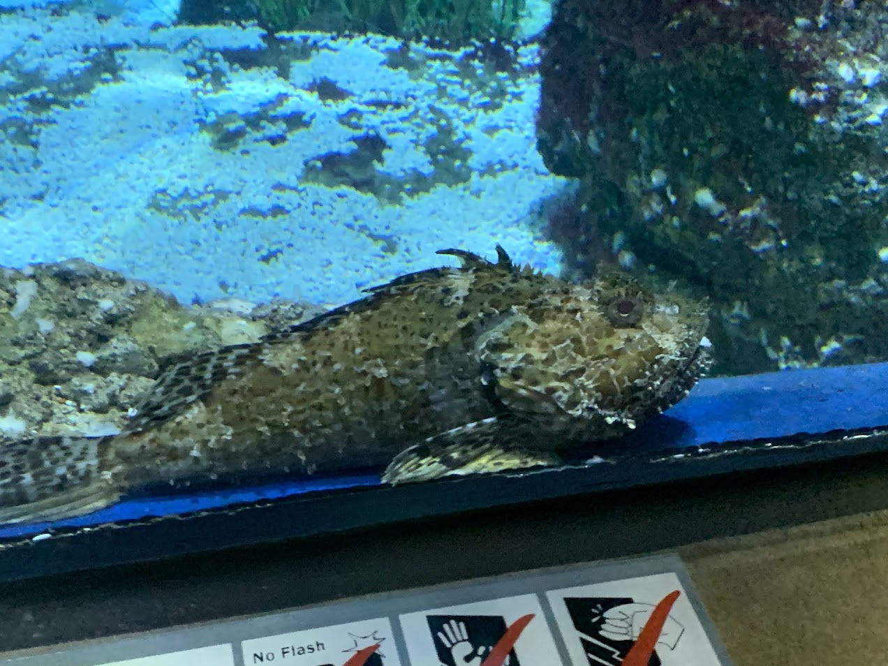 Largescale scorpionfish