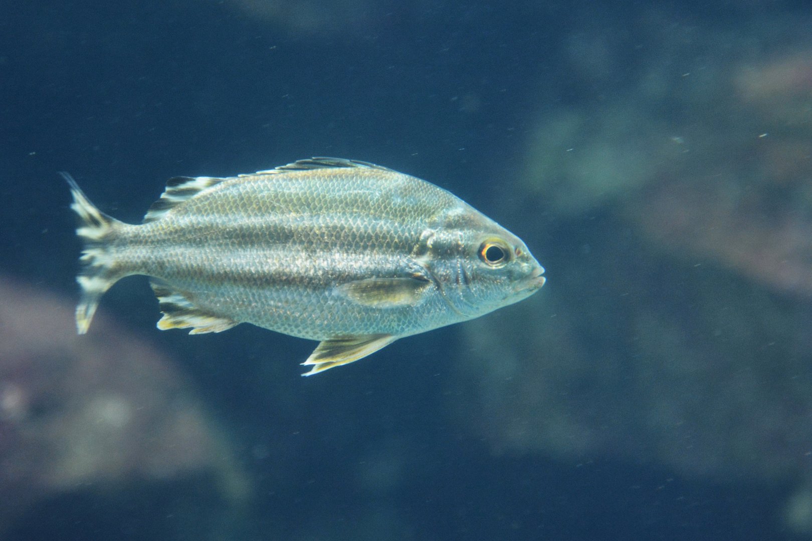 Largescaled terapon (Terapon theraps)